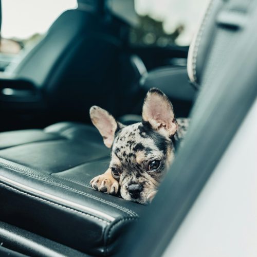 AUtorijschool Johan Peters